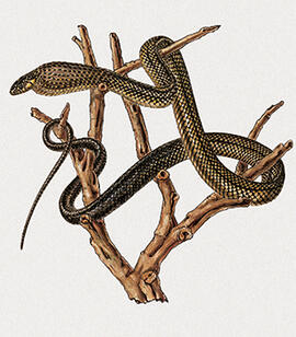 Spilotes pullatus - Spilotes pullatus