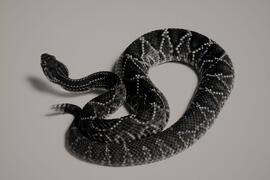 Cobra Cascavel (Crotalus durissus terrificus)