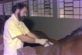 Setor de Imunização da Fazenda São Joaquim, técnico realizando inoculação de veneno em cavalo par...