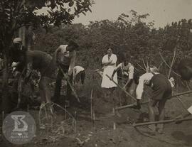 Alunos  do Grupo Escolar Butantan trabalhando na Horta, na imagem está a Profa. Noêmia Saraiva de...