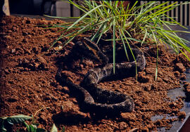 Serpente peçonhenta do gênero Bothrops em cenário produzido para foto