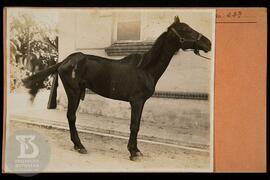 Detalhe de cavalo doente. Ficha da Seção de fotografia nº 239, solicitado pela Diretoria (Dr. Ara...