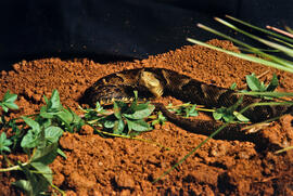 Bothrops jararacussu, serpente peçonhenta em cenário produzido para foto