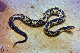 Bothrops jararacussu (jararacuçu), serpente peçonhenta da família Viperidae