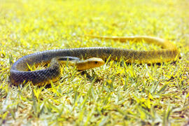 Serpente não peçonhenta do gênero Chironius (cobra cipó), detalhe da cabeça