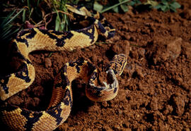 Lachesis muta (surucucu pico de jaca) serpente peçonhenta