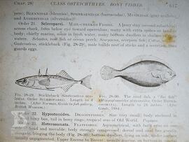 Material didático : Prof. Canter.  Reprodução de ilustração numa página de [livro] Cap. 28 - Clas...