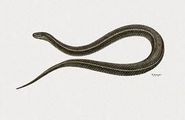 Ptychophis flavovirgatus - Ptychophis flavovirgatus