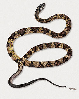 Mastigadryas - Mastigodryas bifossatus