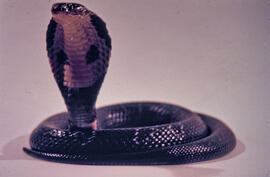 Vista ventral da Naja, serpente peçonhenta exótica da família Elapidae – conhecidas por cobra-cap...