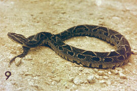 Vista de Bothrops Cotiara, serpente peçonhenta