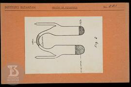 Reprodução de ilustração. Ficha da Seção de fotografia nº 221, solicitado pelo Dr. Souto, frente