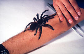 Aranha caranguejeira, andando em braço de funcionário