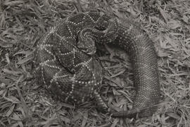 Cascavel prenha (Crotalus durissus terrilicus)