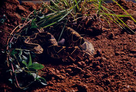 Crotalus durissus (cascavel), serpente peçonhenta, em cenário produzido para foto