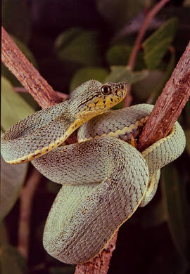 Bothrops bilineata, serpente peçonhenta da família Viperidae de hábito arborícola, conhecida como...