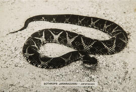 Bothrops Jararacussu -  jararacuçu