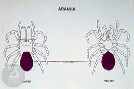 Material didático sobre aranhas. Reprodução de ilustração de aranha dorso e ventre