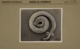 Cascavel amarela com anomalia cromática apresentando o hemipênis exposto (Crotalus durissus).  Im...