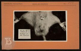 Detalhe de escroto de rato nº9. Ficha da Seção de fotografia nº 639, solicitado pela Seção de Fis...