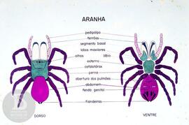 Material didático sobre aranhas. Reprodução de ilustração de aranha dorso e ventre, com legendas ...