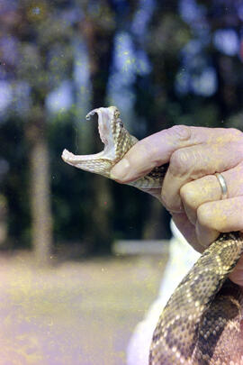 Contenção de serpente com a mão evidenciando gotícula de veneno na presa Crotalus durissus (casca...