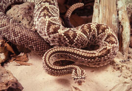 Crotalus durissus collineatus (cascavel), serpente peçonhenta armando bote