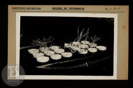 Plantas. Ficha da seção de fotografia nº 1306, solicitado pela Seção de Vacinogênico (Dr. Cícero ...