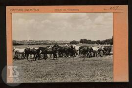 Fotografia de Cavalos para imunização. Ficha da Seção de fotografia nº 657, solicitado pela Admin...