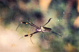 Imagem de teia com aranha do gênero Nephila, conhecida por aranhas tecedeiras