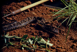 Bothrops jararaca (jararaca), serpente peçonhenta em cenário produzido para foto com auxílio de g...