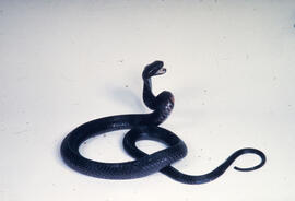 Naja, serpente peçonhenta, exótica da família Elapidae em repouso