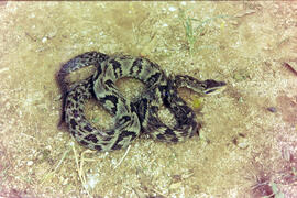 Bothrops jararaca (jararaca), serpente peçonhenta