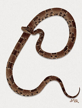 Bothrops neuwiedi paulonesis - Bothropoides pauloensis