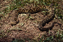 Bothrops jararaca (jararaca), serpente peçonhenta na grama