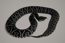 Cobra Urutu (Rinocerophis alternatus)