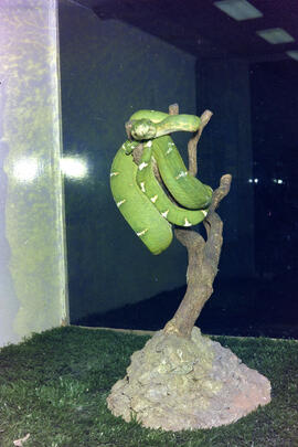 Cobra papagaio (Corallus caninus)