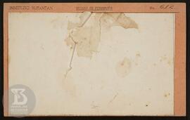 Ficha da Seção de fotografia nº 612, solicitado pela Diretoria (Dr. Renato). "Gráfico Mancha...