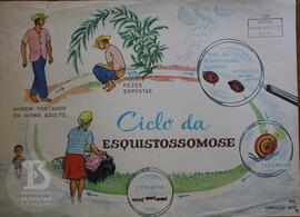 Ciclo da esquistossomose