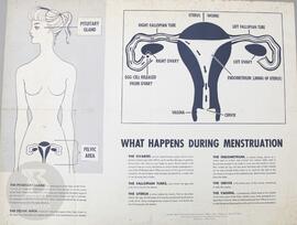 What happens during menstruation