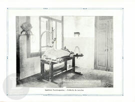 Instituto Vaccinogenico - Colheita de vaccina