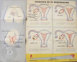 Fisiologia de la menstruación