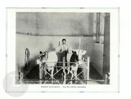 Instituto Vaccinogenico - Baia dos vitellos vaccinados