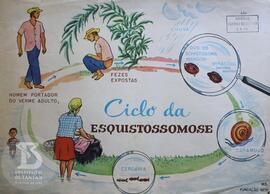 Ciclo da esquistossomose