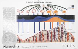 O ciclo menstrual normal - Noraciclina