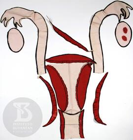 Flanelógrafo: aparelho genital feminino, menstruação e fecundação e útero